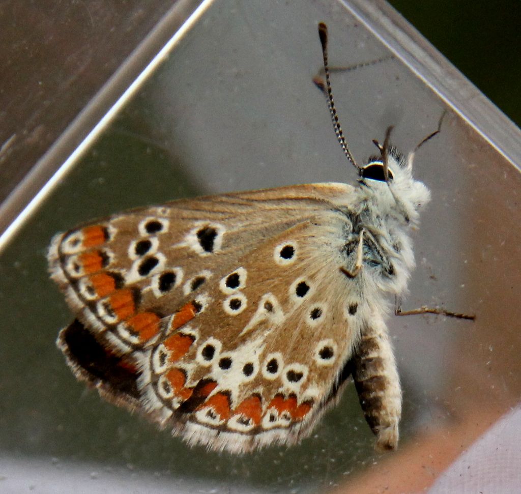 Polyommatus thersites?